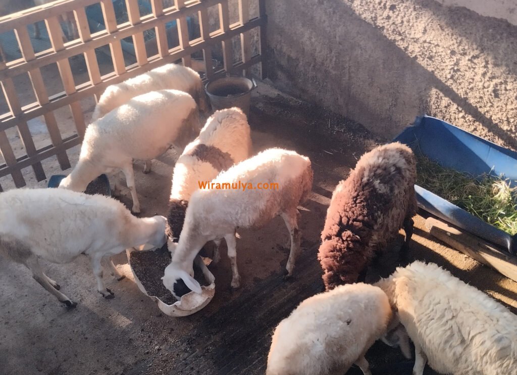 Harga Kambing Semarang 2024