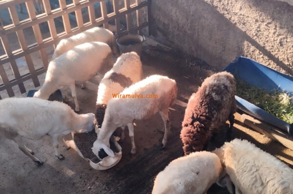 Harga Kambing Semarang 2024