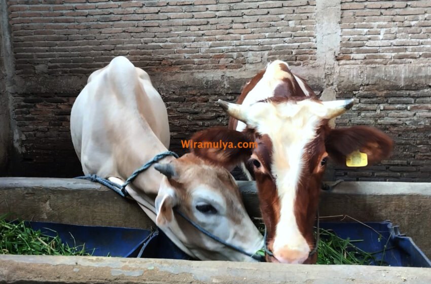 Wira Mulya Farm menjual sapi berkualitas dengan harga bersaing untuk aqiqah, qurban dan hajatan. Jual sapi aqiqah & qurban murah Grobogan, Demak dan Semarang. Gratis biaya kirim.