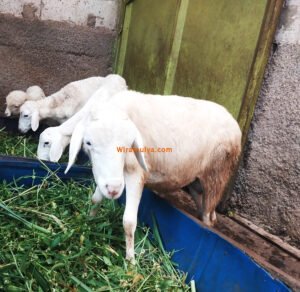 Domba Wira Mulya Farm. Jual domba murah Grobogan. Wira Mulya Farm menjual domba berkualitas dengan harga bersaing untuk aqiqah, qurban & hajatan di Tegowanu Grobogan Jawa Tengah.