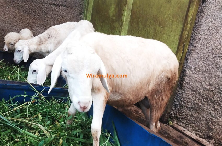 Domba Wira Mulya Farm. Jual domba murah Grobogan. Wira Mulya Farm menjual domba berkualitas dengan harga bersaing untuk aqiqah, qurban & hajatan di Tegowanu Grobogan Jawa Tengah.