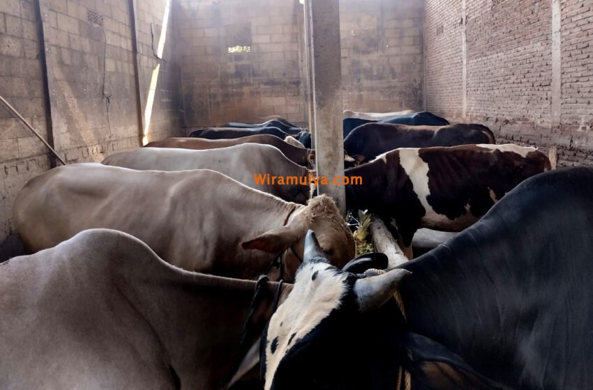 Wira Mulya Farm merupakan peternakan sapi dan domba di Grobogan yang menjual sapi dan domba untuk Aqiqah & Qurban. Gratis pengiriman Grobogan, Demak & Semarang.