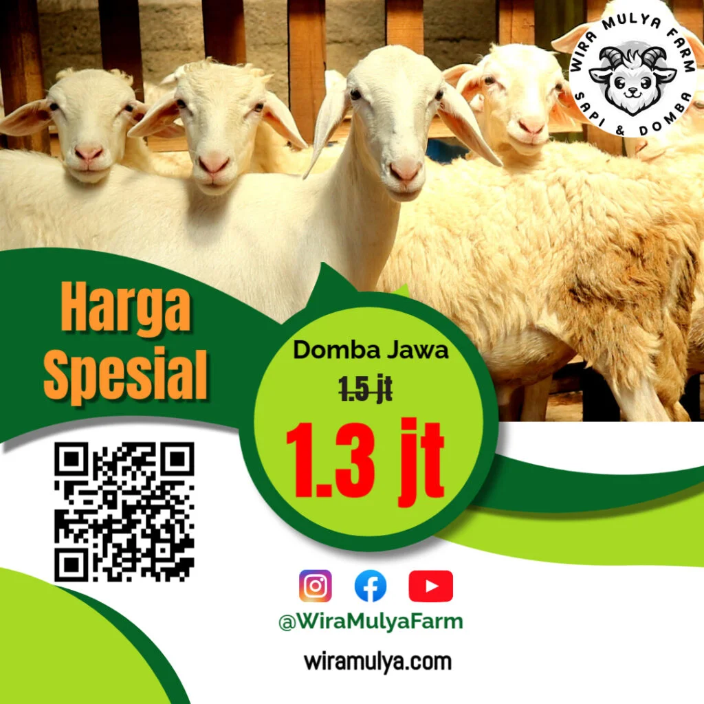 Promo Domba Jawa September 2024. Harga domba terbaru di Wira Mulya Farm Tegowanu Grobogan. Update harga domba Grobogan September 2024 Rp. 1.300.000 per ekor.