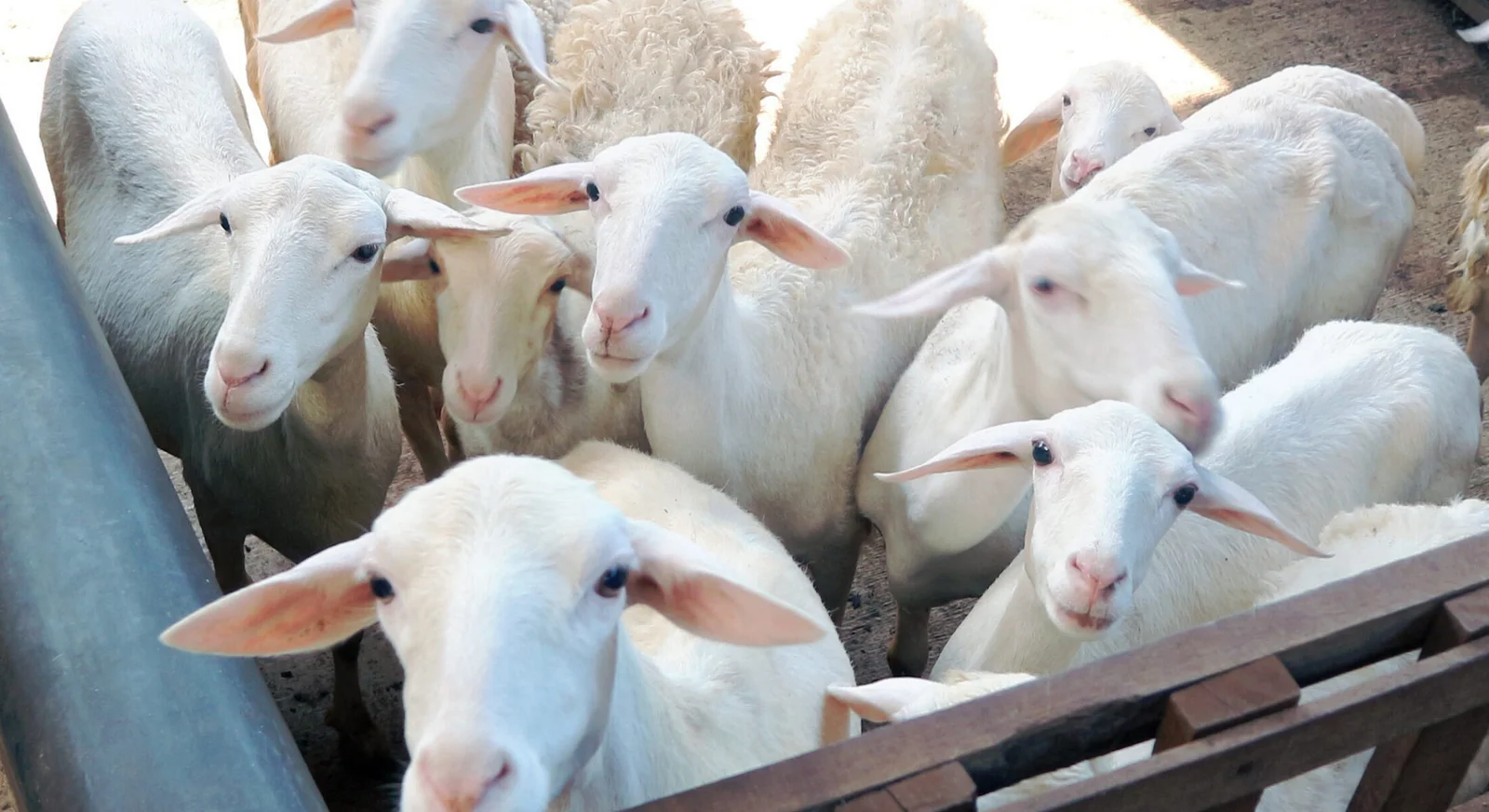 Wira Mulya Farm merupakan peternakan kambing modern di desa Tegowanu Wetan Grobogan yang menjual kambing berkualitas untuk qurban & aqiqah dengan harga bersaing.