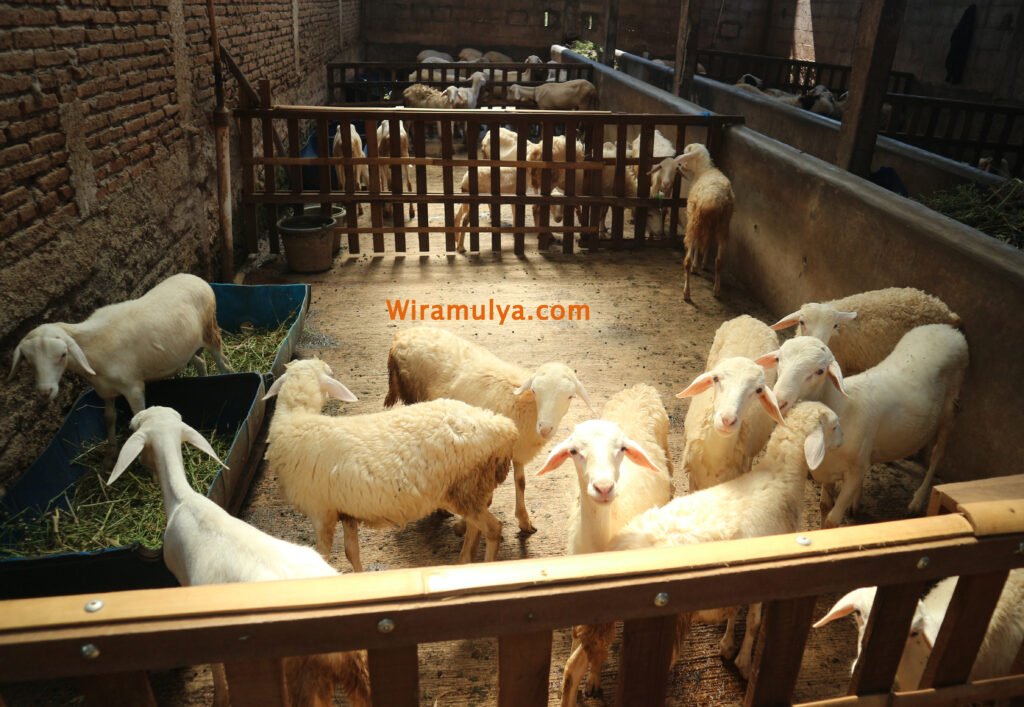 Produk peternakan sapi dan domba modern Wira Mulya Farm Tegowanu Grobogan. Beli sapi, domba, kambing, pupuk organik dari peternakan Wira Mulya Farm di Grobogan.