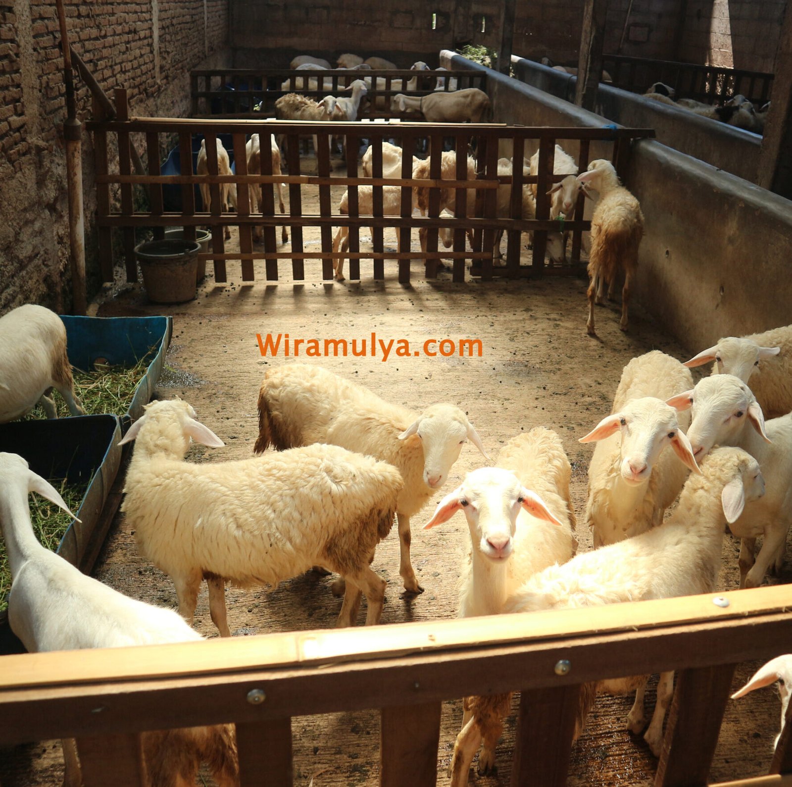 Produk peternakan sapi dan domba modern Wira Mulya Farm Tegowanu Grobogan. Beli sapi, domba, kambing, pupuk organik dari peternakan Wira Mulya Farm di Grobogan.