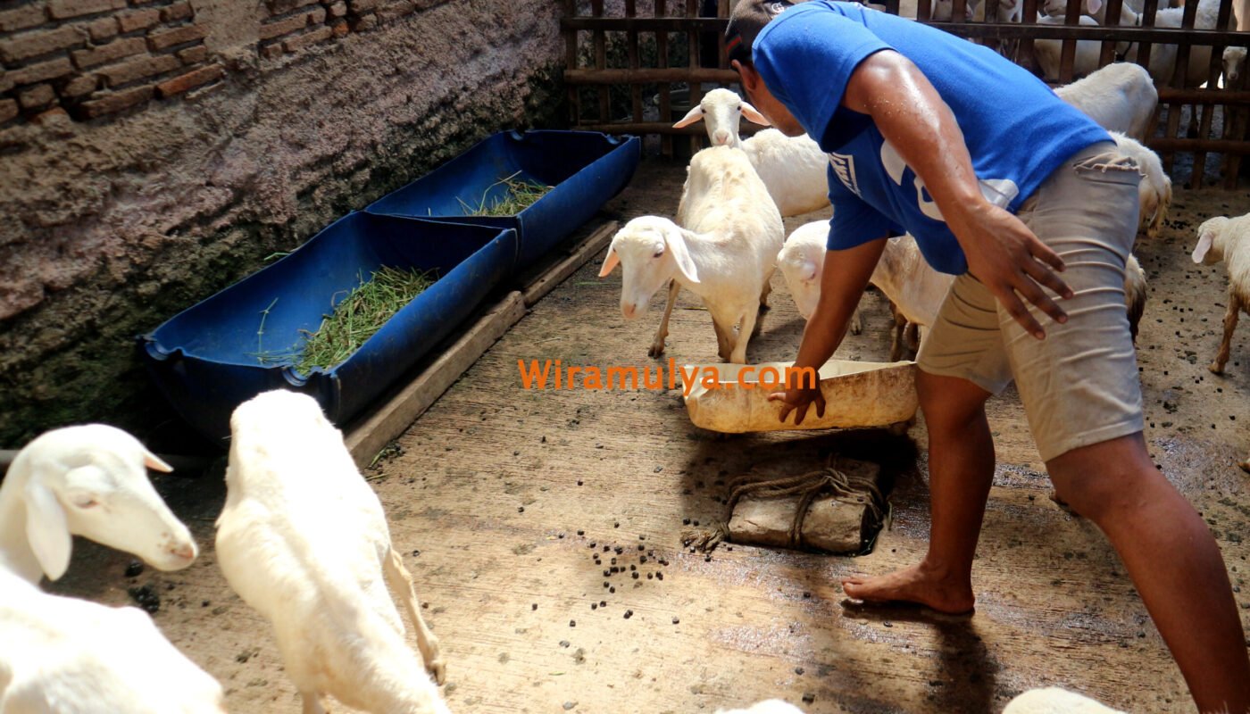 Pemberian Pakan di Peternakan Domba Grobogan Wira Mulya Farm. Jual Domba Grobogan Jawa Tengah.