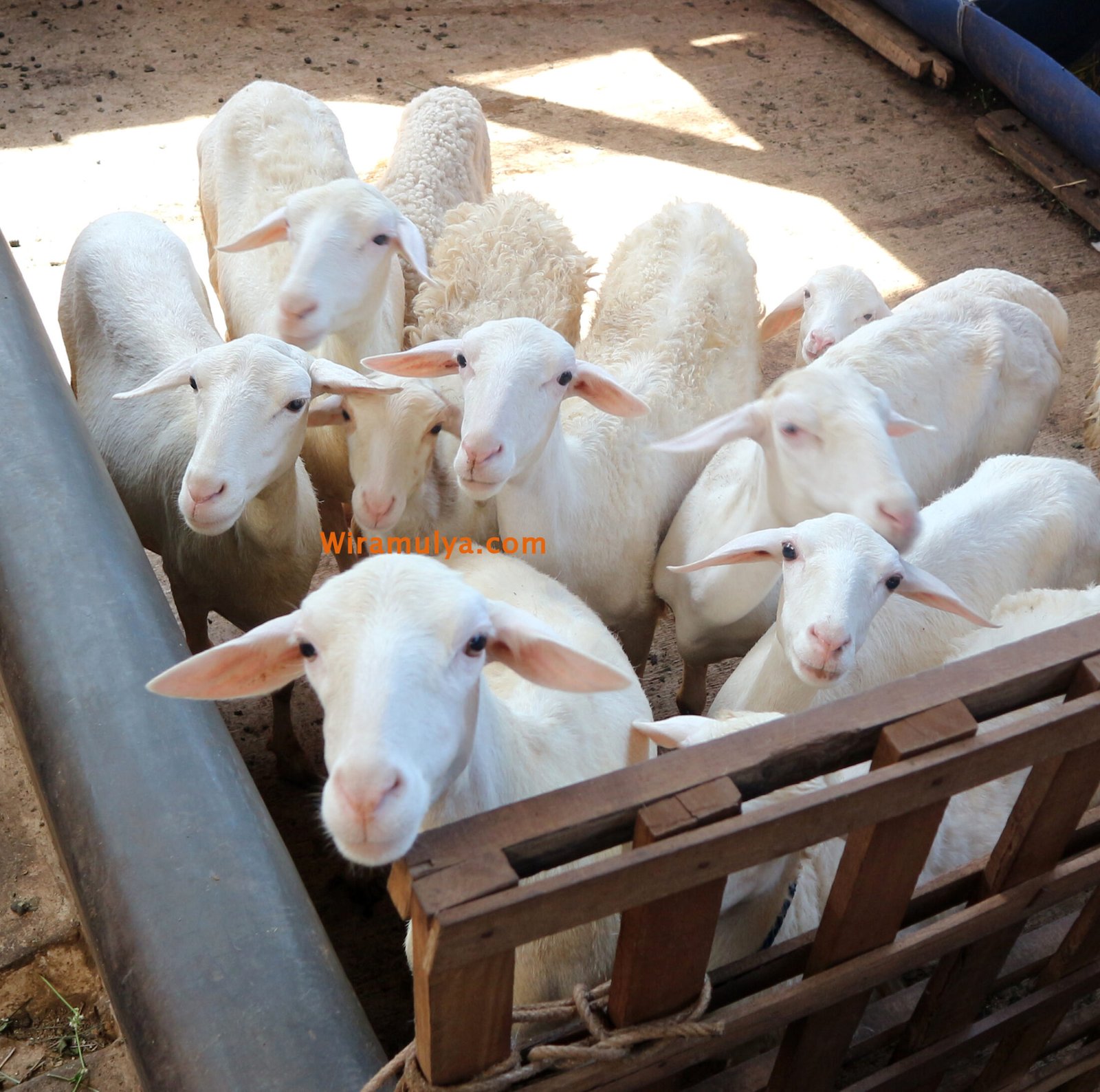 Jual Domba Aqiqah Murah Grobogan. Jual domba aqiqah murah Grobogan untuk acara Qurban dan Aqiqah murah dari peternak sapi dan domba Wira Mulya Farm Tegowanu.