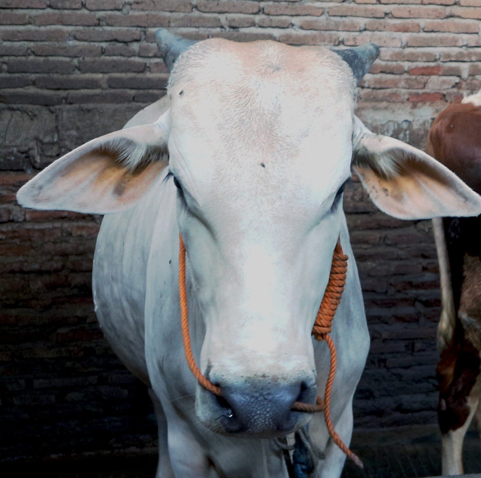 Peternakan Sapi Wira Mulya Farm Tegowanu Grobogan. Jual Sapi Tegowanu Grobogan Jawa Tengah.