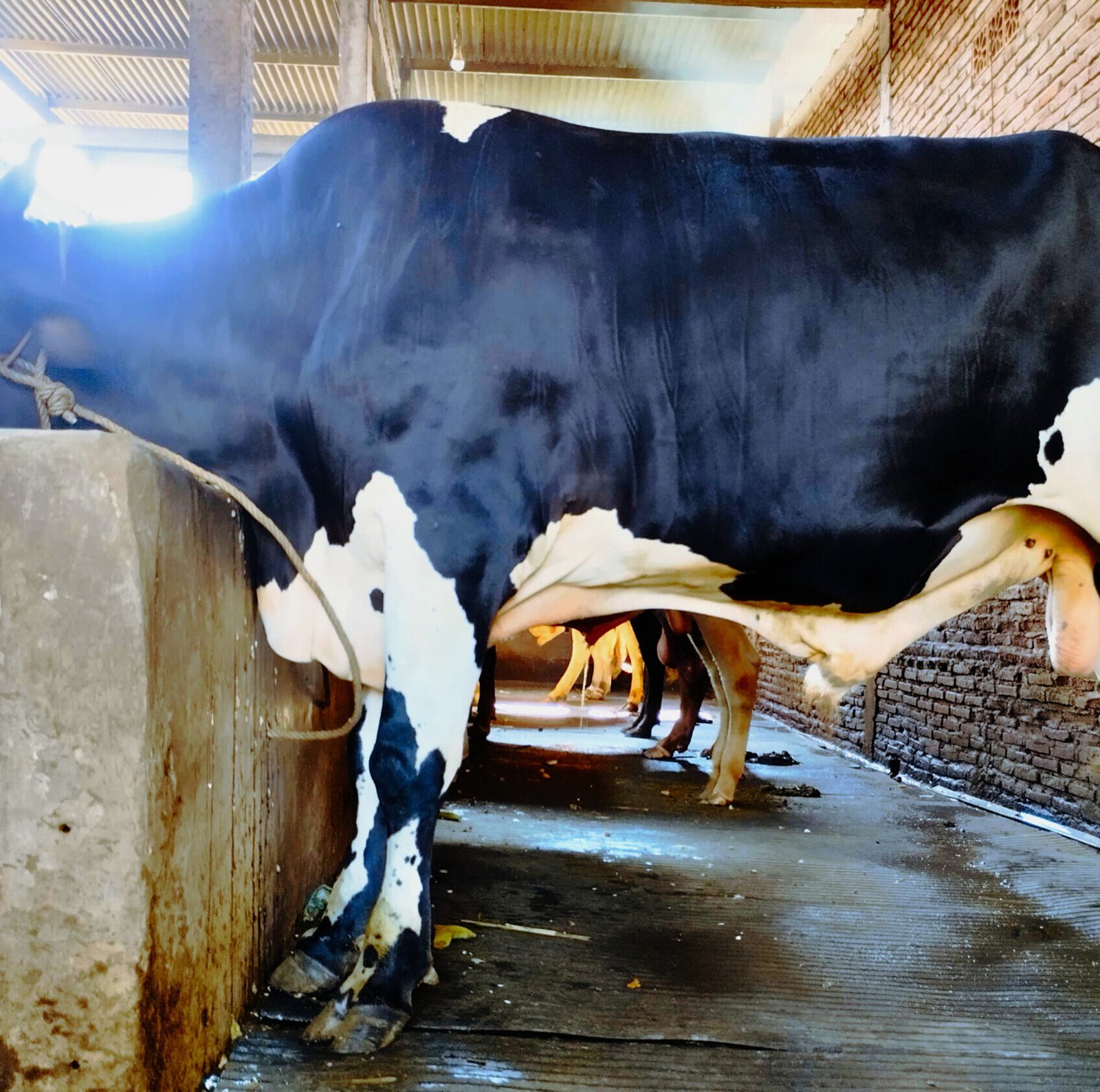 Peternakan Sapi Wira Mulya Farm Tegowanu Grobogan. Jual Sapi Tegowanu Grobogan Jawa Tengah.