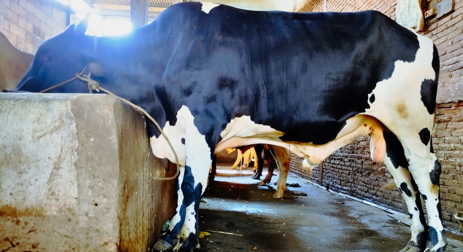 Peternakan Sapi Wira Mulya Farm Tegowanu Grobogan. Jual Sapi Tegowanu Grobogan Jawa Tengah.