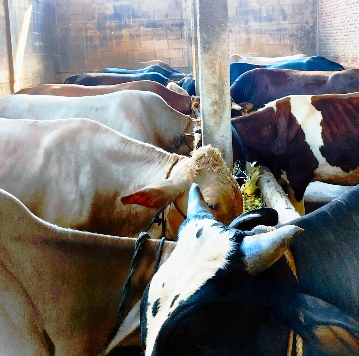 Peternakan Sapi Wira Mulya Farm Tegowanu Grobogan. Jual Sapi Tegowanu Grobogan Jawa Tengah.