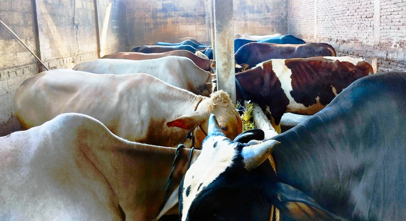 Peternakan Sapi Wira Mulya Farm Tegowanu Grobogan. Jual Sapi Tegowanu Grobogan Jawa Tengah.