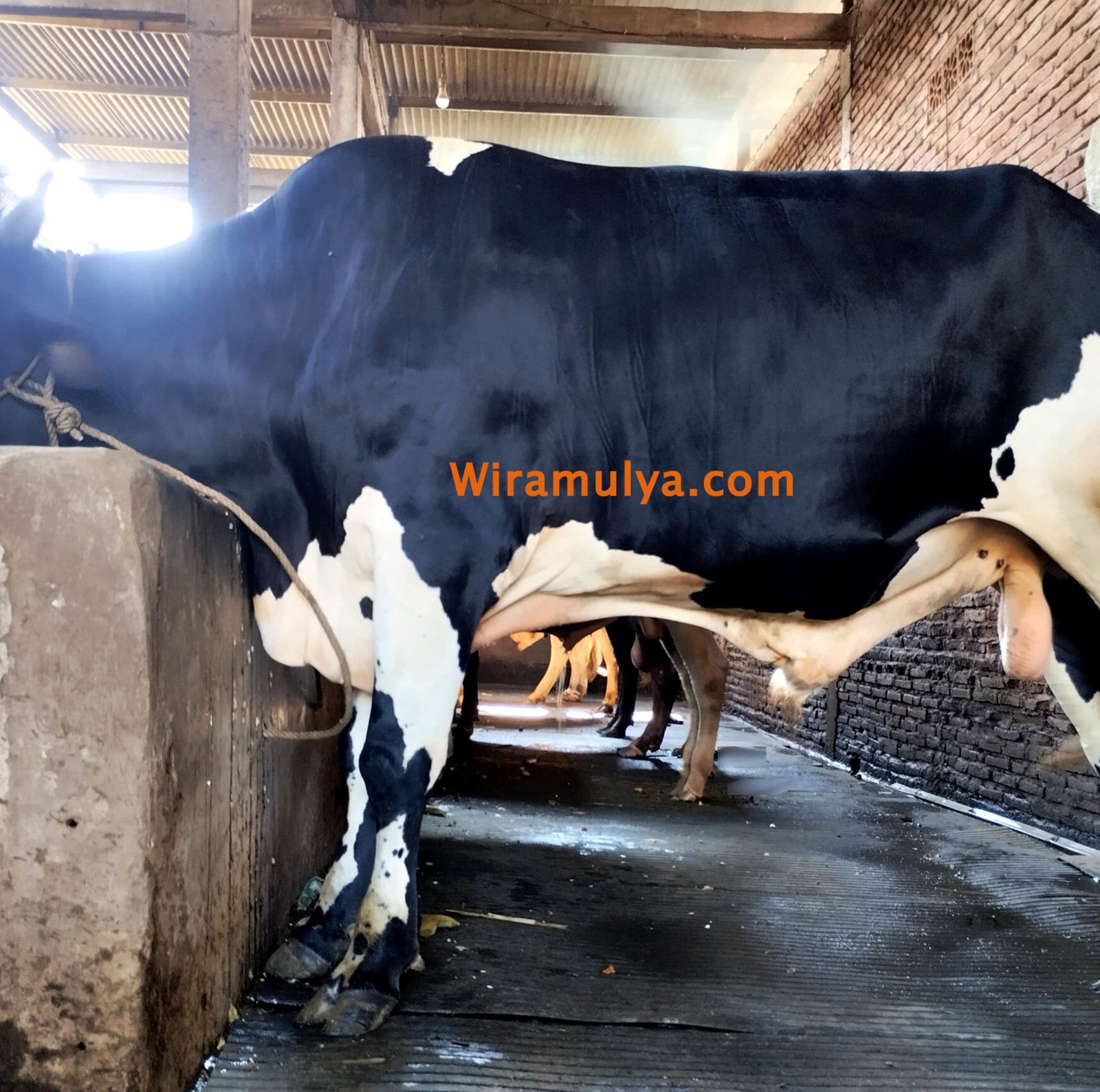 5 Rekomendasi Peternakan Sapi di Grobogan. Rekomendasi tempat peternakan sapi terbaik di kabupaten Grobogan. Tempat beli sapi di Grobogan Jawa Tengah.