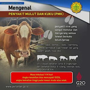 Penyakit mulut dan kuku (PMK) merupakan penyakit akibat virus yang menyerang hewan berkuku genap / belah.