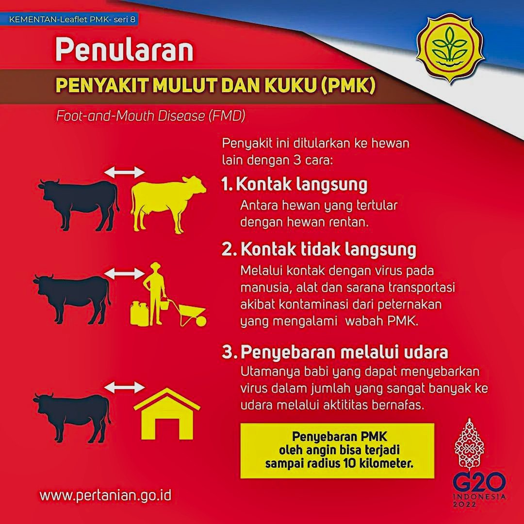 Penularan penyakit mulut dan kuku (PMK) dapat melakui kontak langsung dengan ternak, kontak lewat benda mati dan melalui udara.